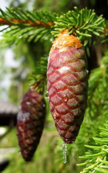 Épicéa et scolyte: le danger dans nos forêts.
Photo d'une pomme de pain d'un épicéa.