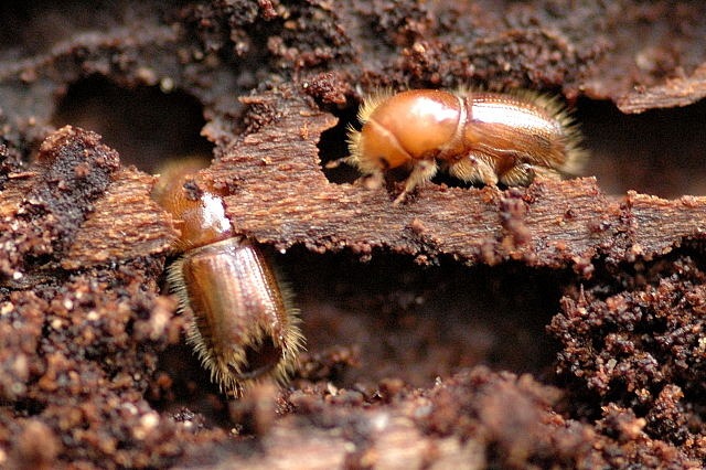 Épicéa et scolyte: le danger dans nos forêts.
Photo de 2 scolytes en train de manger le  bois.