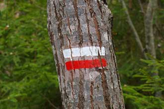 Comment s'orienter et avoir les bonnes informations?
Photo du symbole GR peint sur un arbre.