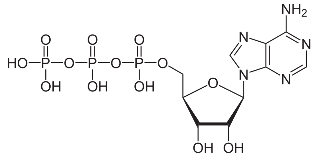 Quelle source d'énergie pour l'effort?
Image chimique des atome de la molécule d'ATP (Adénosine Tri-Phosphate).