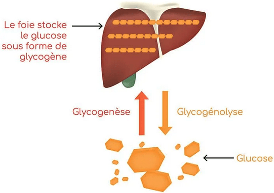 Quelle source d'énergie pour l'effort?
Schéma du cycle de la glycogenèse et de la glycolyse.